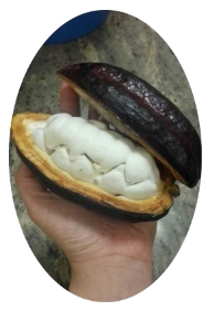 maëlig tenant une cosse de cacao dans sa main